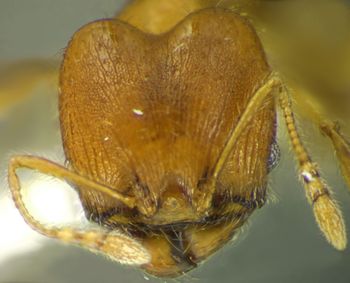 Media type: image; Entomology 35163   Aspect: head frontal view